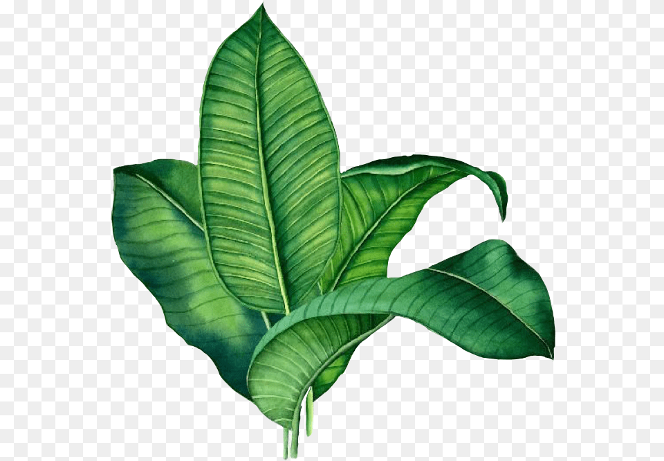 Sticker Palm Leave Green Palme Grn Plant Tropical Banana Leaf Background Free Transparent Png