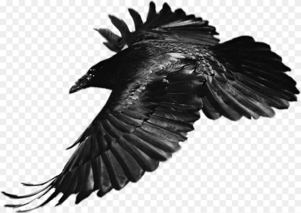 Sticker Raven Bird Flying Black Eagle Feather Black And White, Animal, Blackbird, Crow Png Image