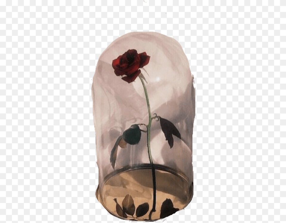 Sticker Rosa Roja Rojo Red Flor Rosaroja Beige Beauty And The Beast Aesthetic, Flower, Jar, Plant, Pottery Free Transparent Png