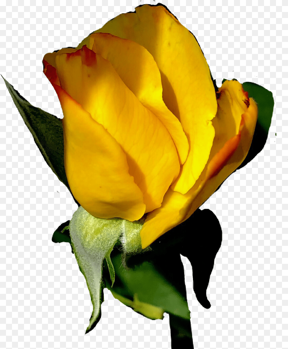 Sticker Rose Rosebud Yellowrose Garden Roses, Flower, Plant, Petal Free Png Download