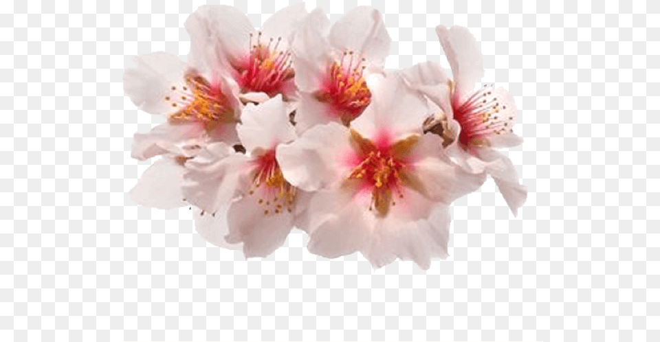 Sticker Flower Spring Flower Stickers, Plant, Cherry Blossom Free Transparent Png
