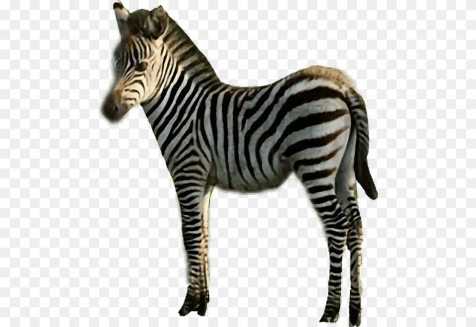 Sticker Zebra Stripes Black Amp White Animal Freetoedit Quagga, Mammal, Wildlife Free Png