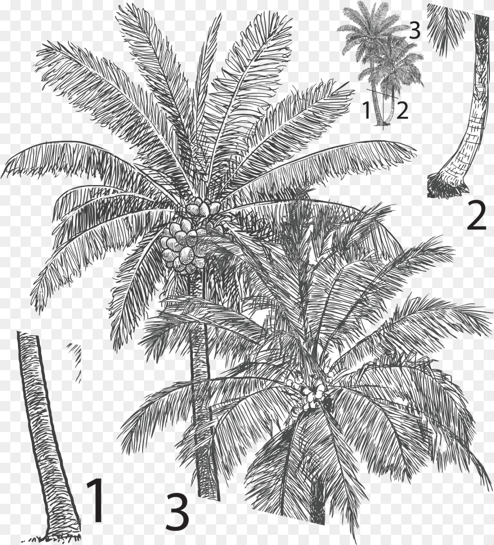 Stickercomespalmerassolxml Palm Tree Realistic Drawing, Palm Tree, Plant, Art, Vegetation Free Png Download