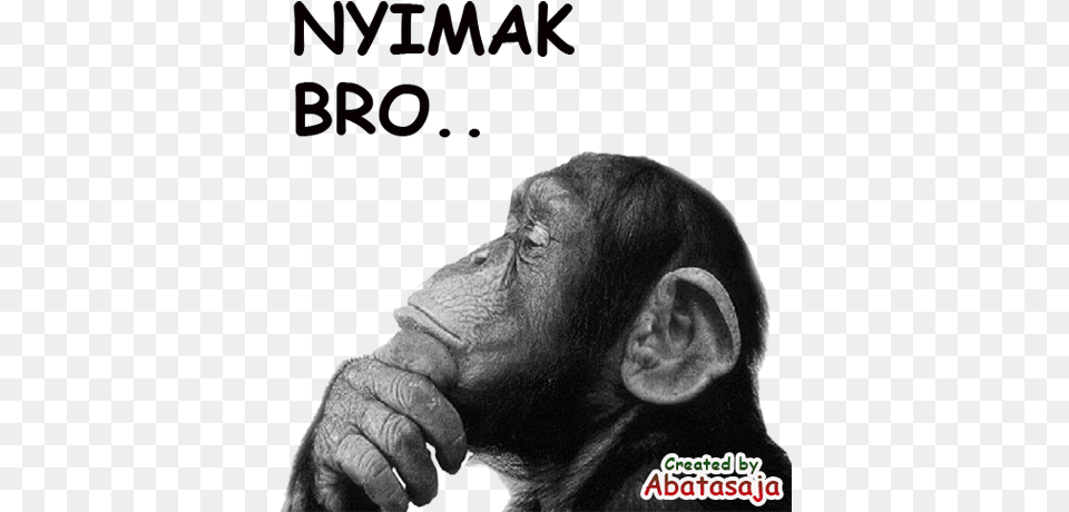 Stiker Monkey Lucu Wastickerapps Apps On Google Play Funny Philosopher, Animal, Ape, Mammal, Wildlife Free Png