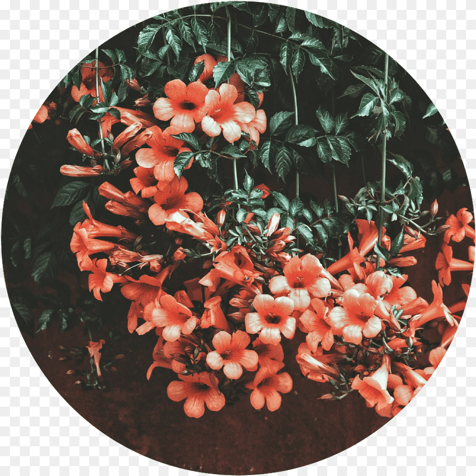 Stiker Tumblr Edit Flores Flower Circulos No Espere Perder Pra Valorizar, Plant, Art, Geranium, Painting Free Transparent Png