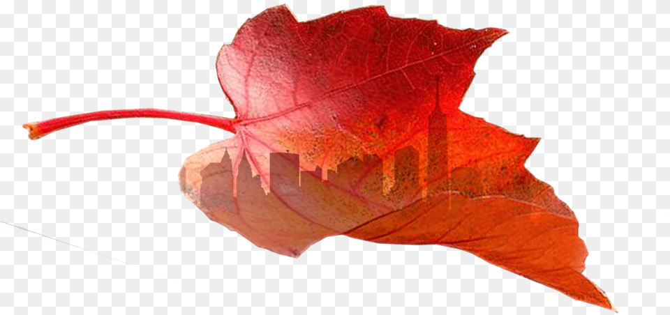Still Going Strong Adderall These Years Hojas De, Leaf, Plant, Tree, Maple Leaf Png
