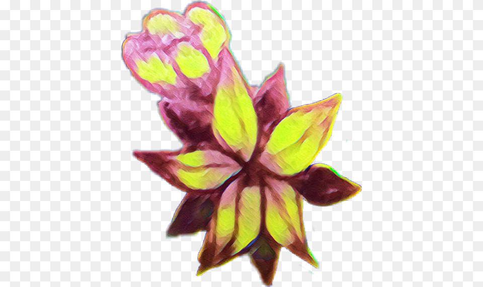 Still Life, Flower, Plant, Petal, Purple Free Transparent Png