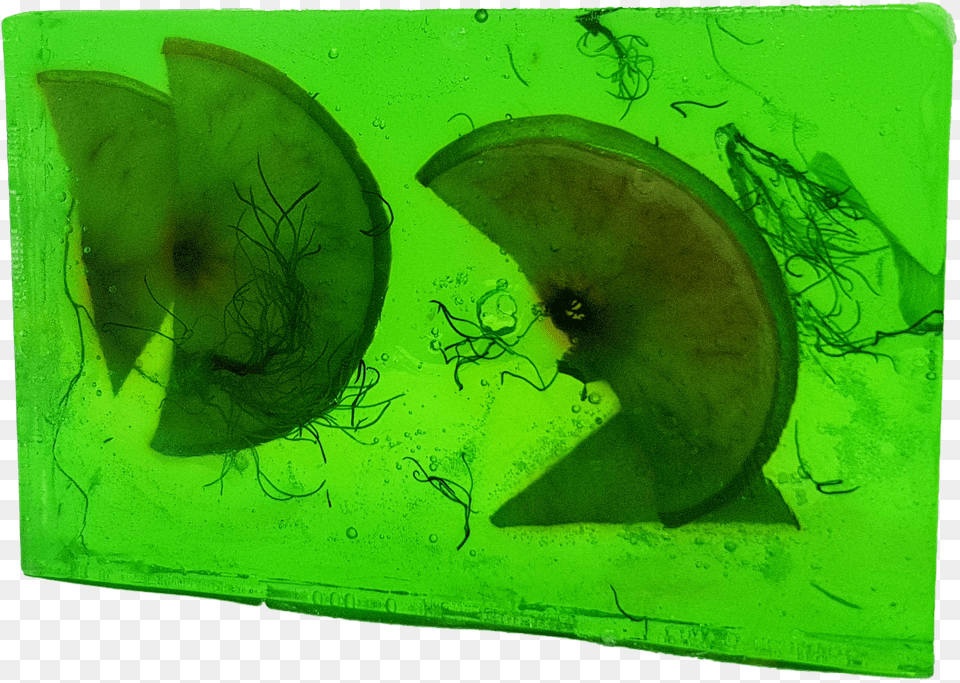 Still Life, Algae, Aquatic, Plant, Water Png