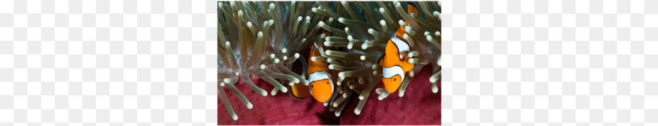 Still Life, Amphiprion, Animal, Fish, Sea Life Free Transparent Png