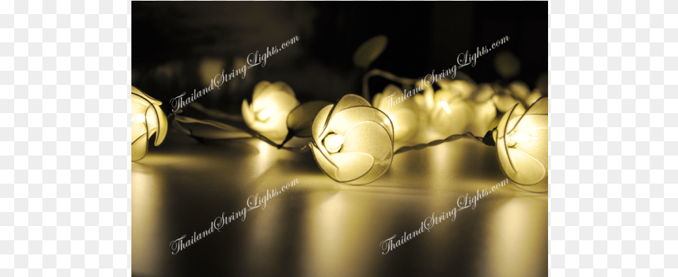 Still Life Photography, Lighting, Lamp Png Image