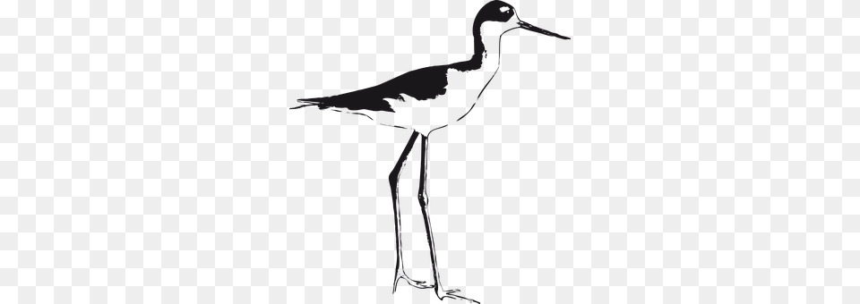 Stilt Animal, Bird, Crane Bird, Waterfowl Free Png