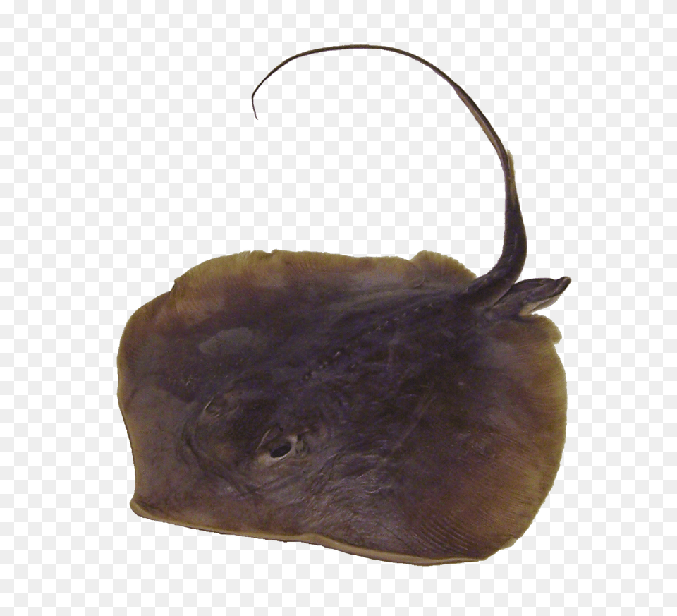 Stingray, Animal, Fish, Sea Life, Manta Ray Free Png