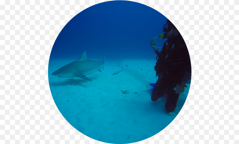 Stingray, Water, Shark, Sea Life, Person Free Png Download