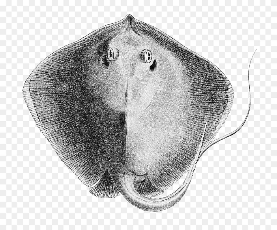 Stingray Black And White, Animal, Sea Life, Fish, Manta Ray Free Transparent Png