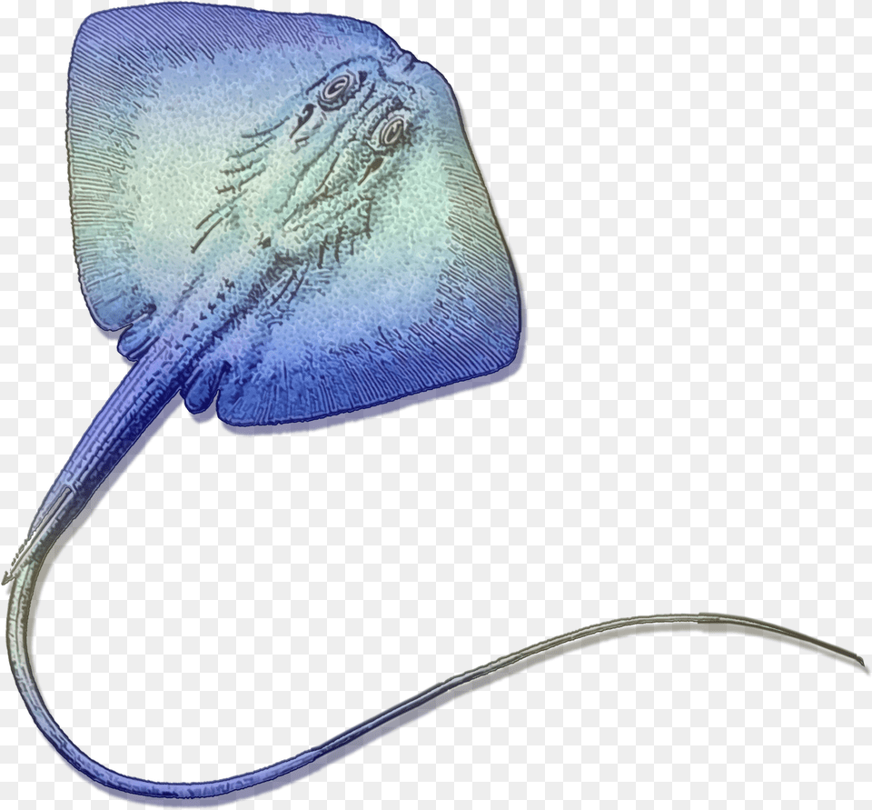 Stingray Gradient Stock Photo Deep, Animal, Fish, Sea Life Free Transparent Png