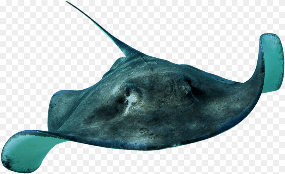 Stingray Hd Real Sea Animals, Animal, Sea Life, Fish, Shark Free Transparent Png