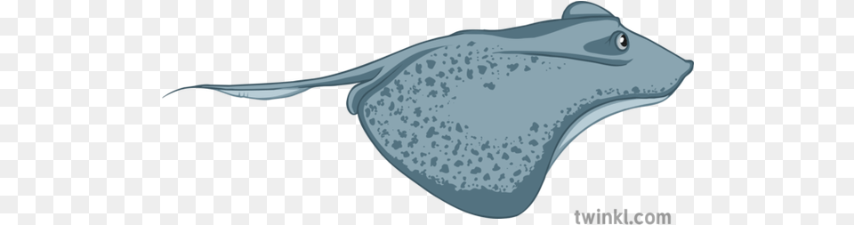 Stingray Illustration Twinkl Freshwater Whipray, Animal, Sea Life, Fish, Manta Ray Free Png