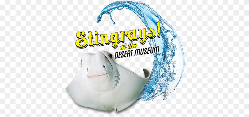 Stingray Touch Arizonasonora Desert Museum Freshwater Whipray, Animal, Sea Life, Fish, Manta Ray Png Image