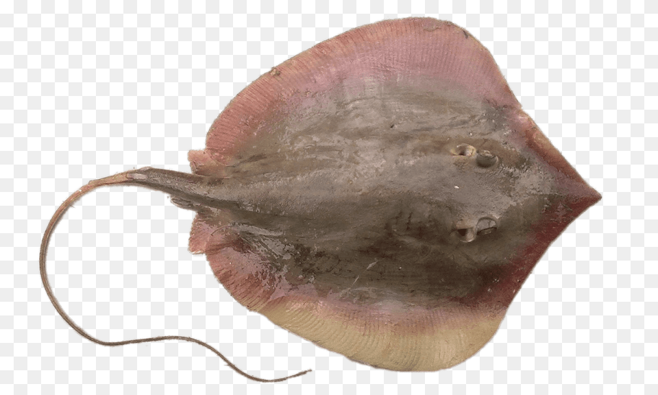 Stingray With Long Tail, Animal, Fish, Sea Life, Manta Ray Free Transparent Png