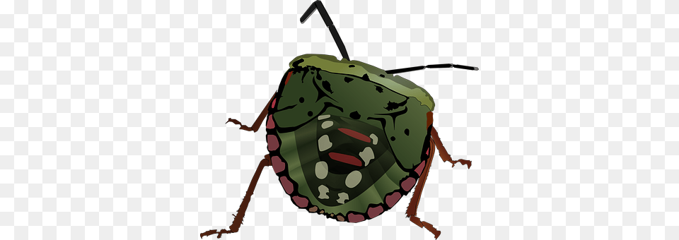 Stink Bug Person, Animal Free Png