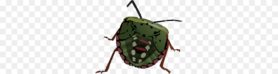 Stink Bug Clip Art For Web, Animal, Person Png