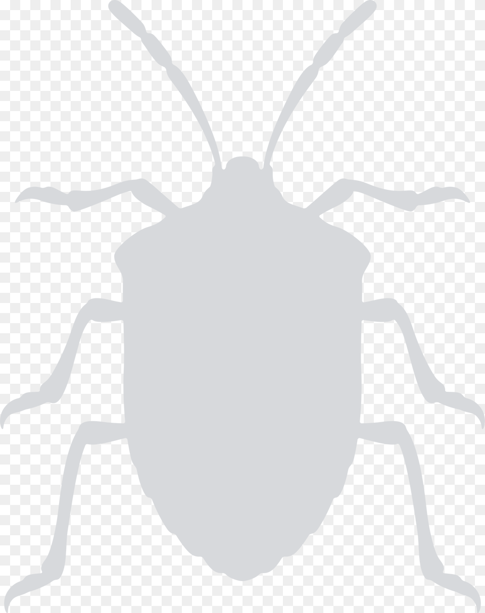 Stink Bug Clip Arts Stinkbug Clip Art, Person, Animal Png