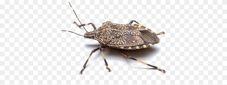 Stink Bug Download, Animal, Insect, Invertebrate Free Transparent Png