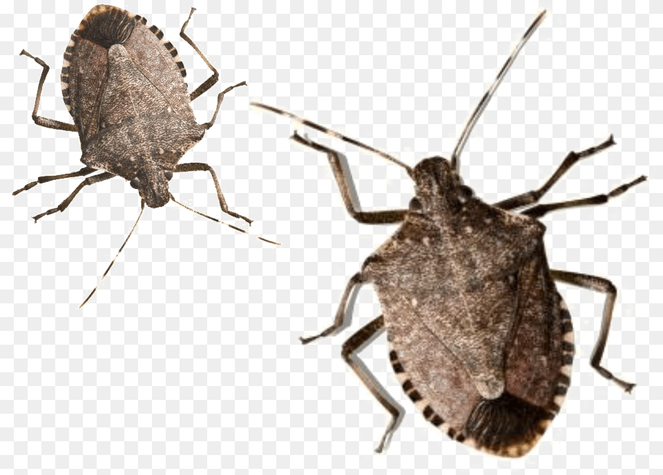 Stink Bug Pic Outside Bugs, Animal, Insect, Invertebrate, Spider Free Png Download