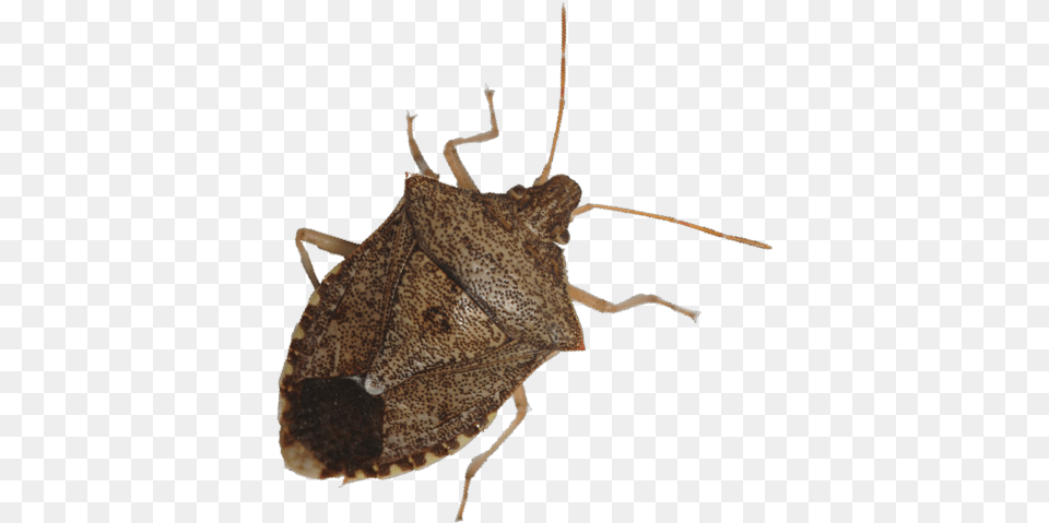 Stink Bug Transparent Images Stink Bug, Animal, Insect, Invertebrate, Cricket Insect Free Png Download