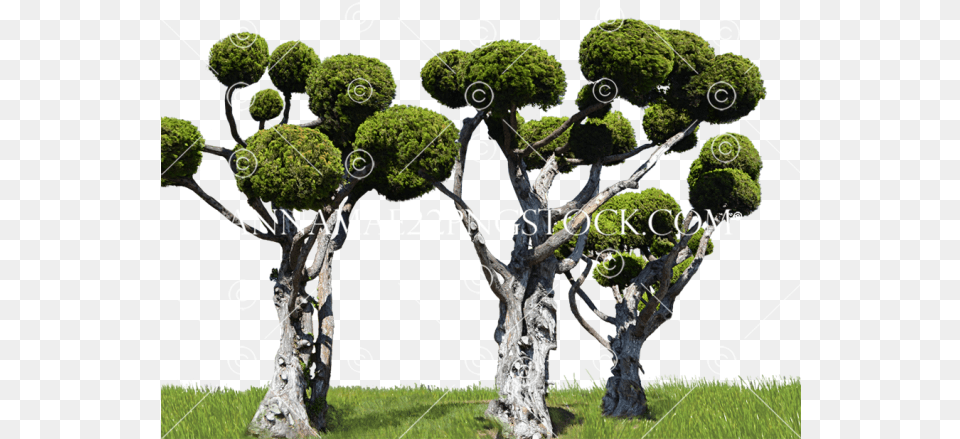 Stock 0007 Transparent Background Portable Network Graphics, Vegetation, Tree, Potted Plant, Plant Png