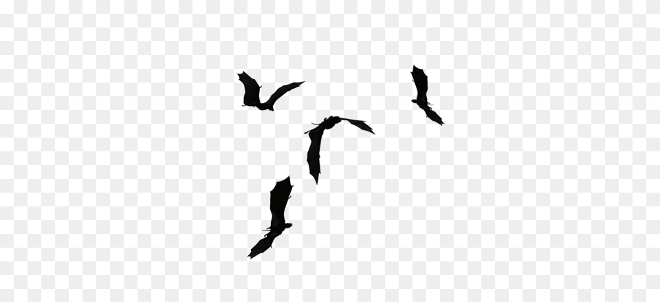 Stock, Animal, Bird, Flying, Silhouette Png Image