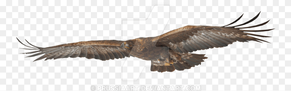 Stock A Flying On By Prussiaart Eagle, Animal, Bird, Vulture, Kite Bird Free Png Download