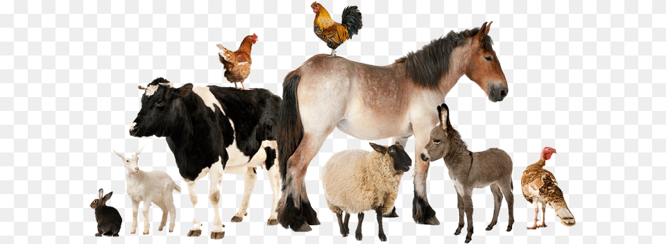 Stock Animals Transparent Livestock Real Farm Animals Group Of Farm Animals, Animal, Bird, Poultry, Chicken Free Png