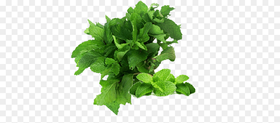 Stock Cilantro Drawing Green Leafy Vegetable Sxc Exfoliating And Hydrating Lip Exfoliator Scrub, Herbs, Mint, Plant, Leaf Png Image