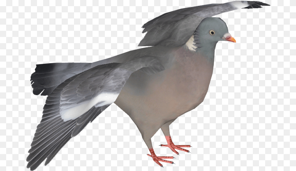 Stock Dove, Animal, Bird, Pigeon Free Png