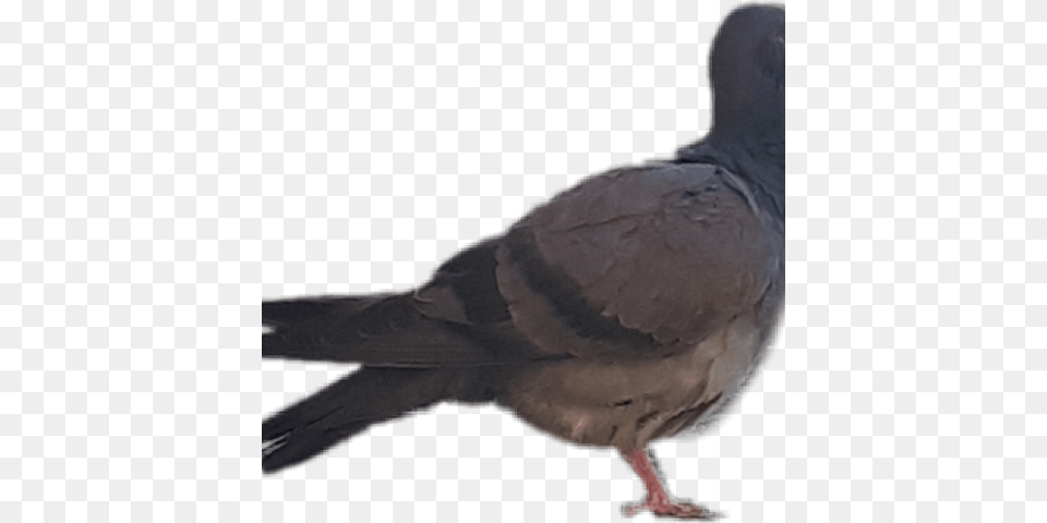 Stock Dove, Animal, Bird, Pigeon Free Transparent Png