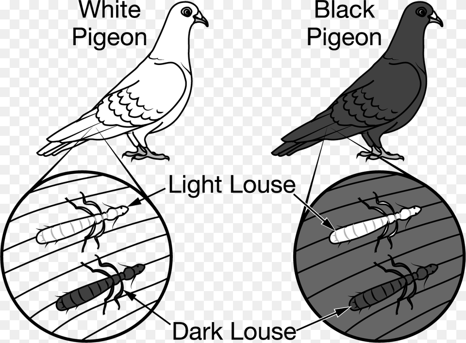 Stock Dove, Animal, Bird, Blade, Dagger Png