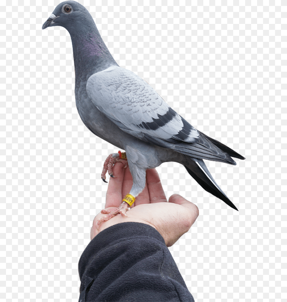 Stock Dove, Body Part, Finger, Hand, Person Free Png Download