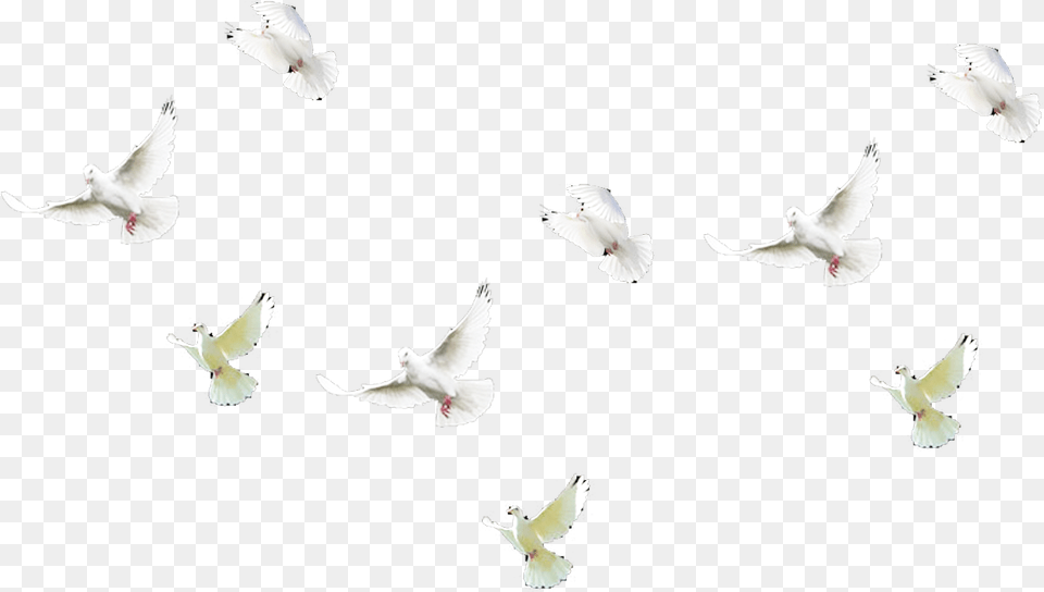 Stock Dove, Animal, Bird, Pigeon, Flying Png Image