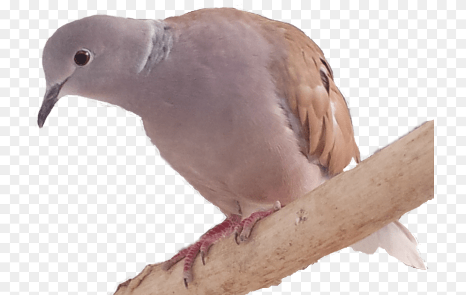 Stock Dove, Animal, Bird, Pigeon Png