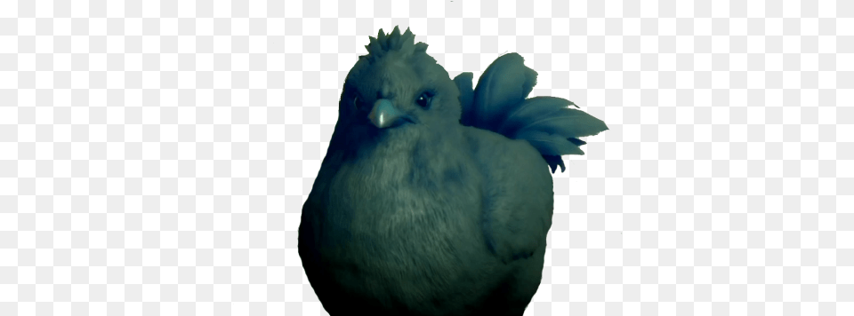 Stock Dove, Animal, Beak, Bird, Jay Free Png