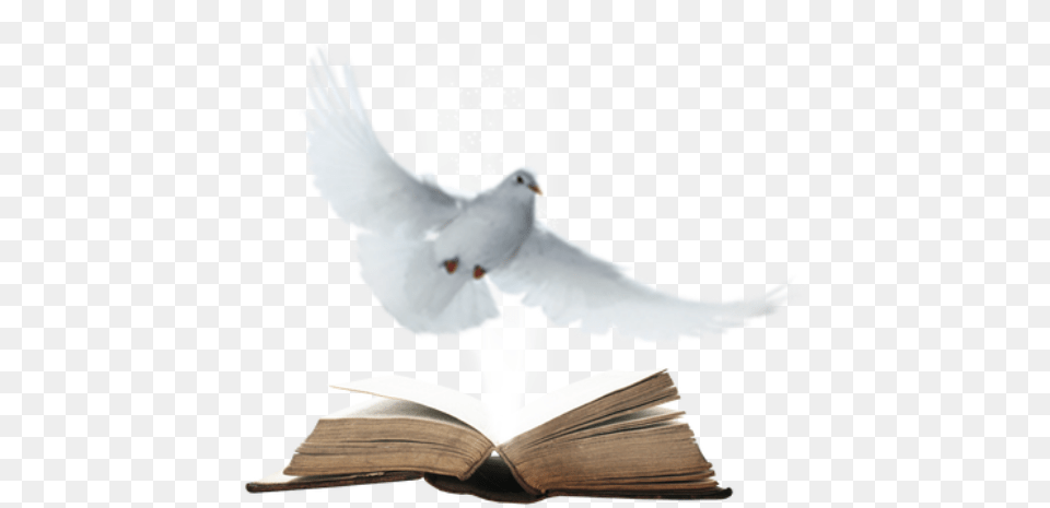 Stock Dove, Animal, Bird, Book, Pigeon Png