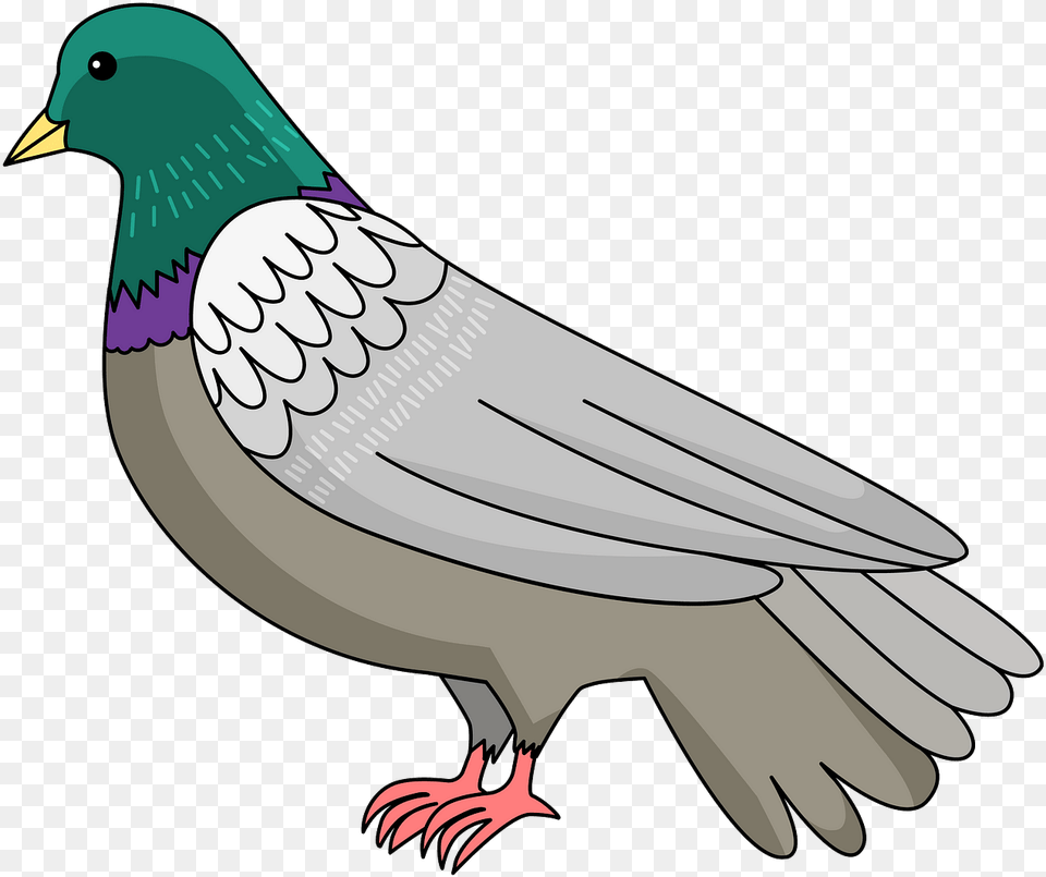 Stock Dove, Animal, Bird, Pigeon, Fish Free Png