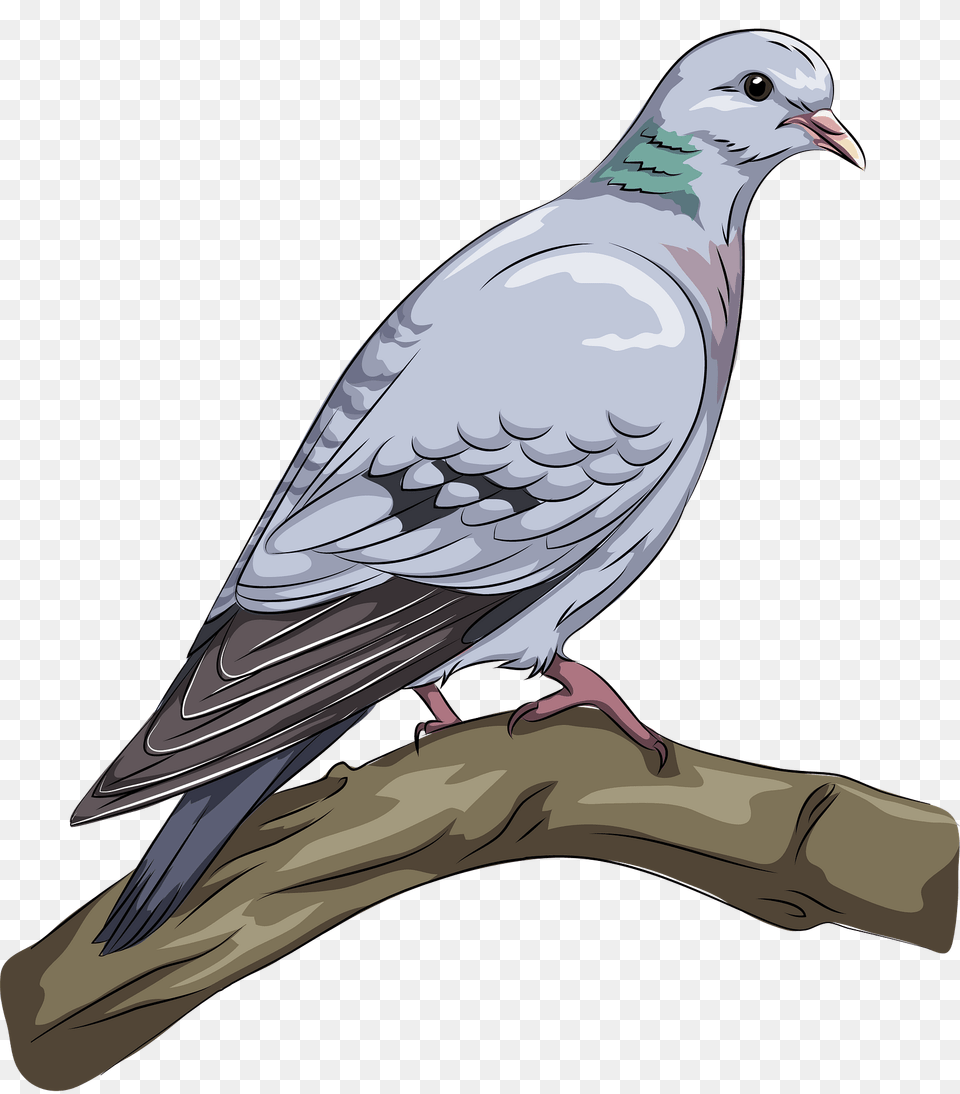 Stock Dove Clipart, Animal, Bird, Pigeon, Fish Png Image
