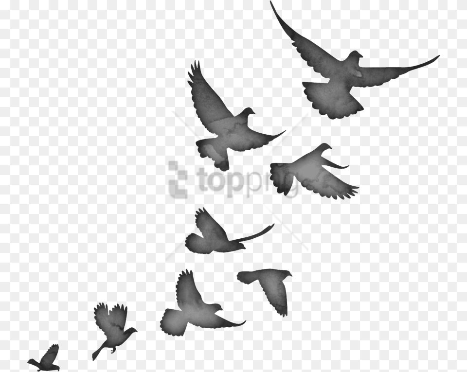 Stock Dove Flying Bird Flock Silhouette, Animal, Pigeon, Baby, Person Free Png Download