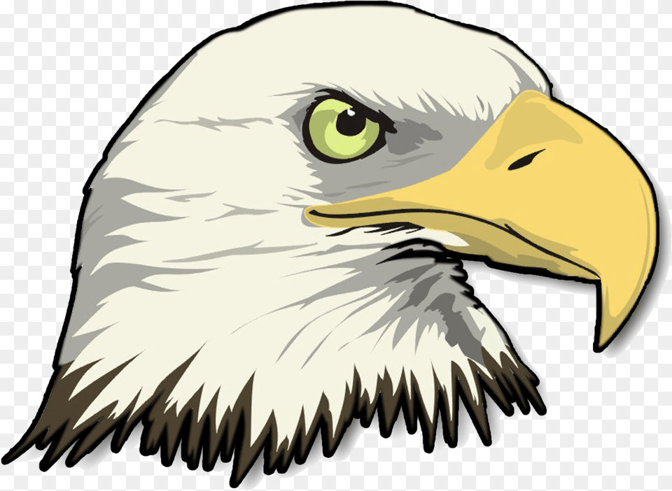 Stock Eagle Head Image Cartoon Bald Eagle Head, Animal, Beak, Bird, Bald Eagle Free Transparent Png