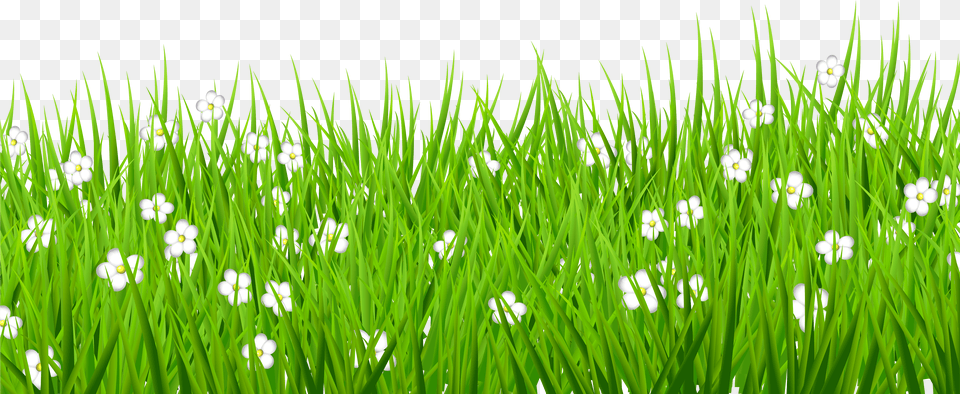 Stock Grass Background Clipart Transparent Grass Flower Png Image