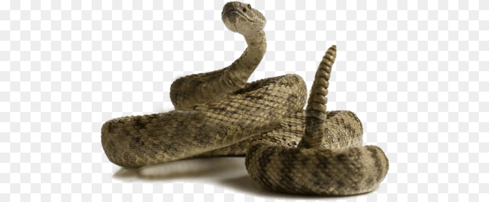 Stock Images At Clker Com Clip Art Rattlesnake No Background, Animal, Reptile, Snake Png