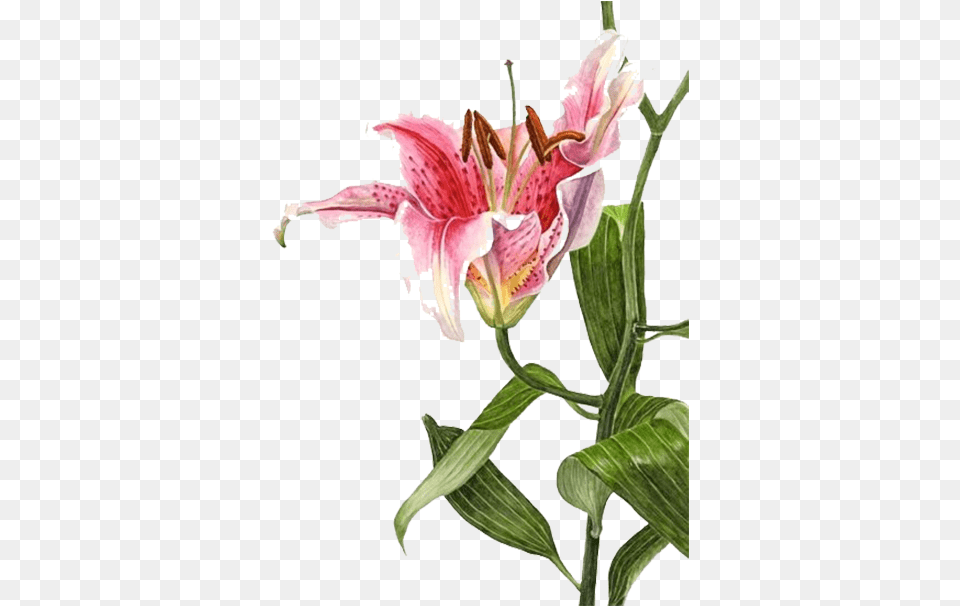 Stock Lilium Bulbiferum Watercolor Stargazer Lily Botanical Illustration, Anther, Flower, Plant, Petal Free Transparent Png