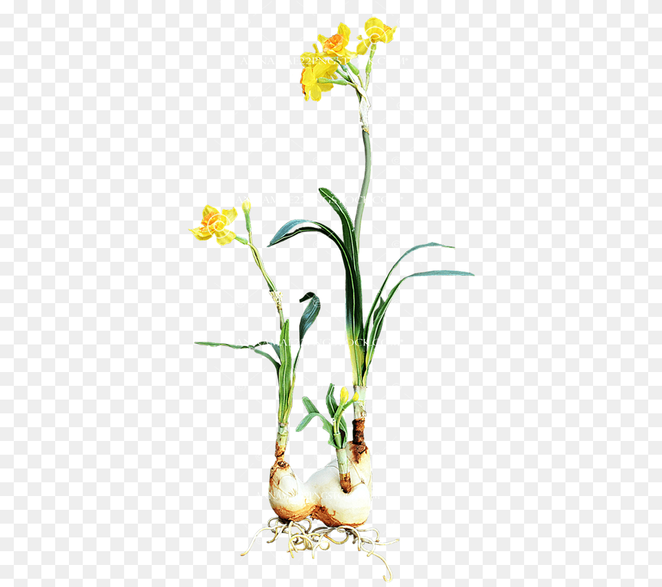 Stock Photo 0054 Transparent Primrose, Plant, Flower, Food, Produce Free Png Download